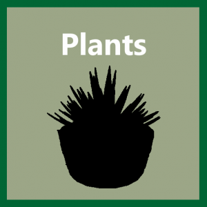 Plants